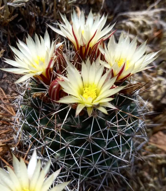 Coryphantha clavata cactus with sharp spines and creamy yellow flowers blooming