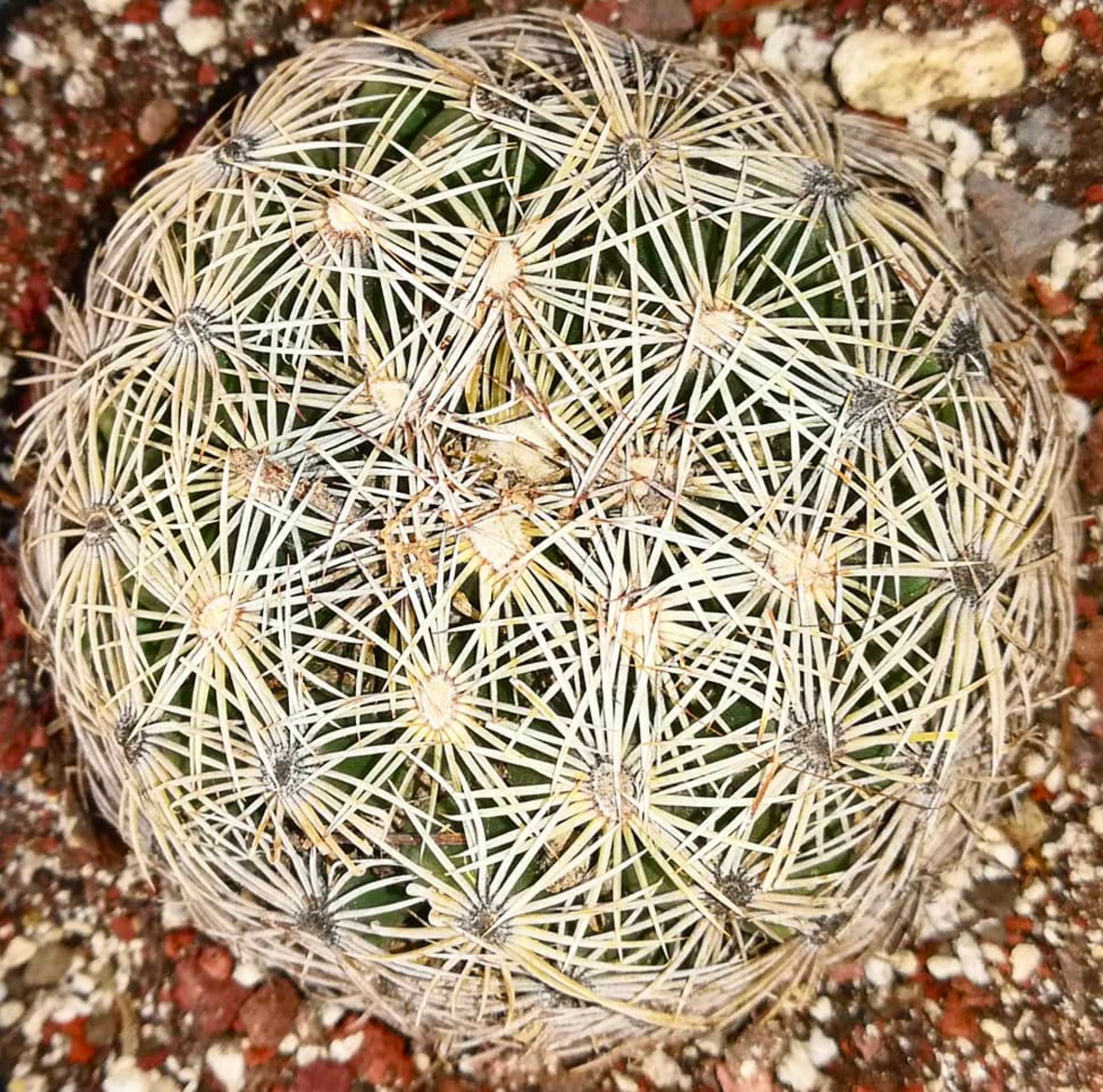 Cactus Coryphantha compacta con espinas blancas densas y cuerpo verde redondeado en suelo rocoso