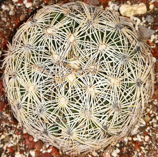 Coryphantha compacta cactus with dense white spines and rounded green body in rocky soil