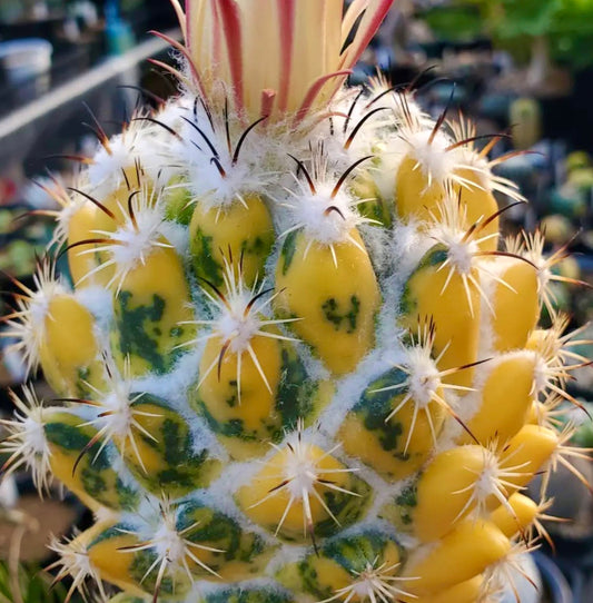 Coryphantha cornifera variegated cactus with yellow and green tubercles and white spines