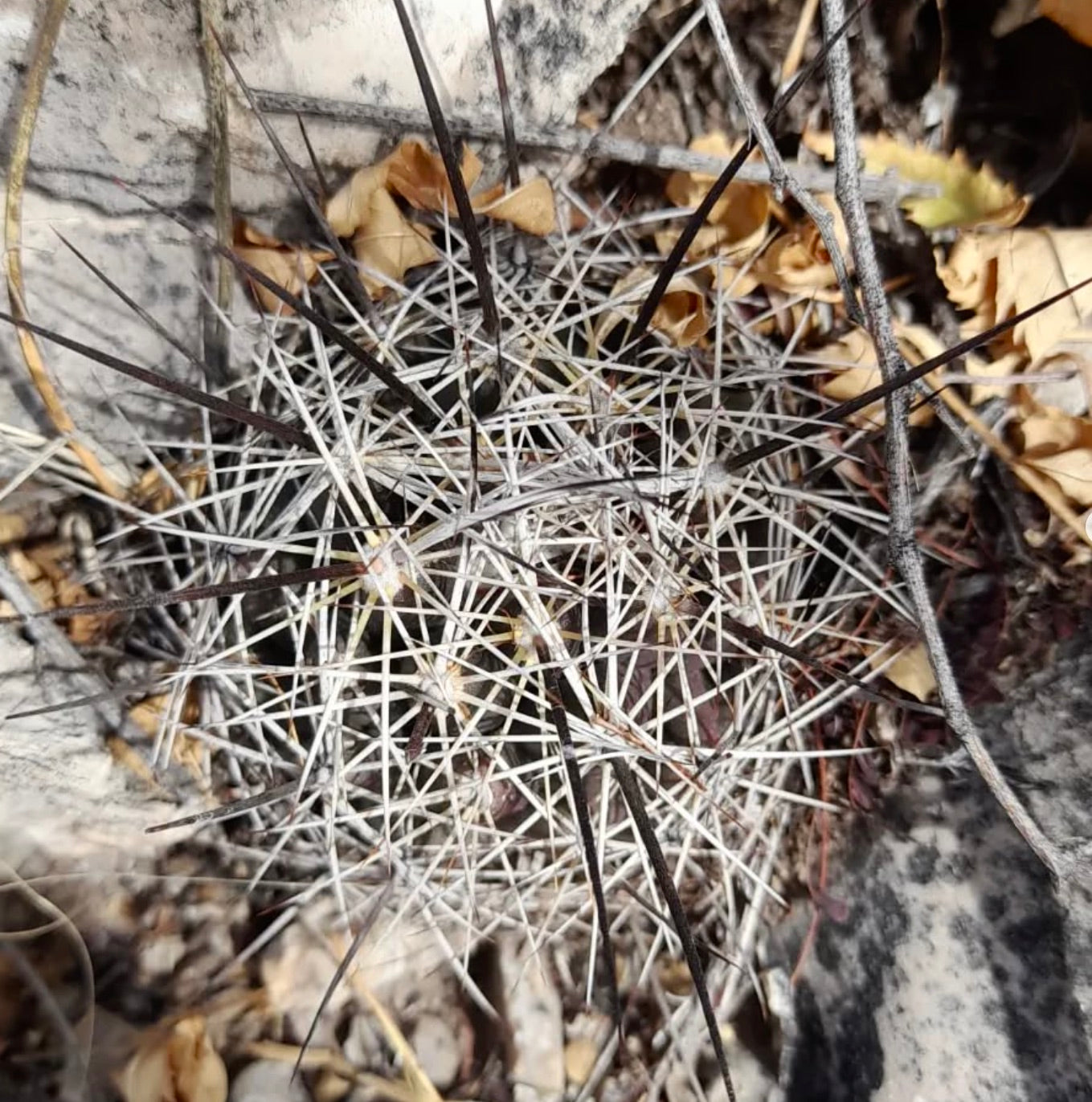 Coryphantha delaetiana cactus with dense white and long dark spines in rocky soil