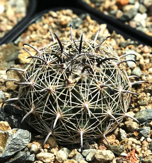 Coryphantha delicata small round cactus with dense white and dark curved spines on gravel