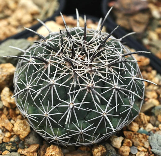 Coryphantha difficilis round green cactus with dense white and black spines on rocky soil