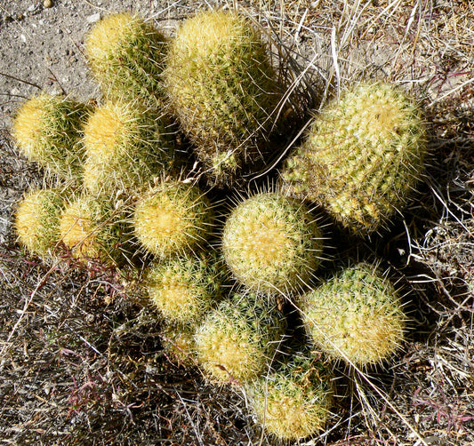 Coryphantha erecta (near mineral de Pozos, Guanajuato) SEEDS