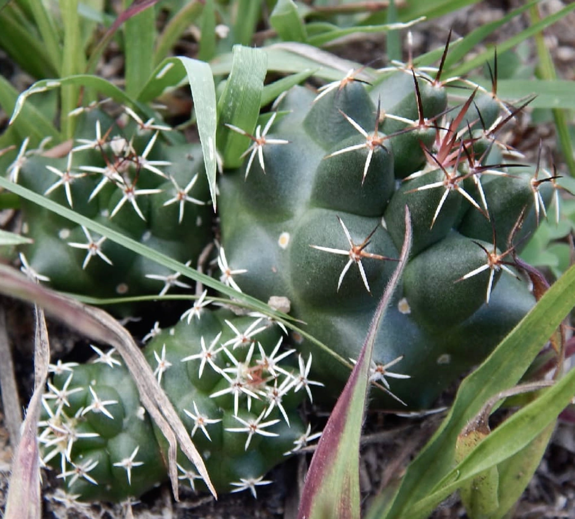 Coryphantha georgii small green cactus with prominent white and brown spines growing among grass