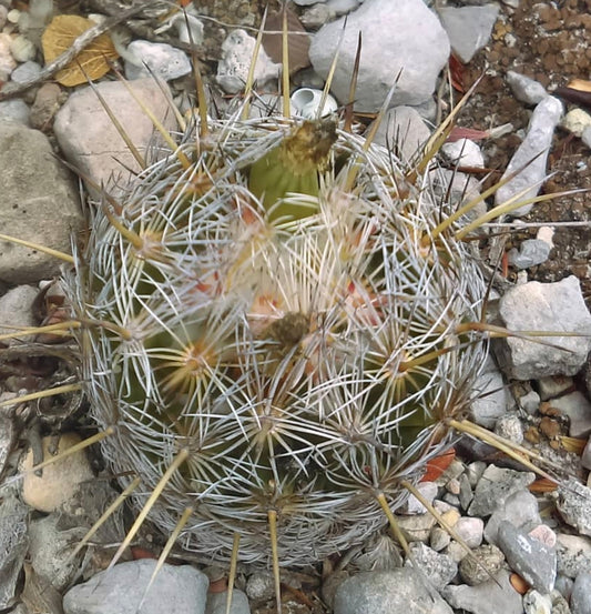 Coryphantha glanduligera cactus with dense white spines and long yellow central spines on rocky soil