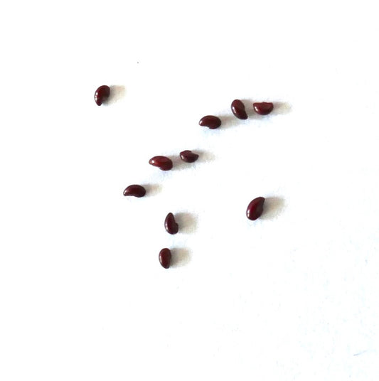 Coryphantha glanduligera SEEDS