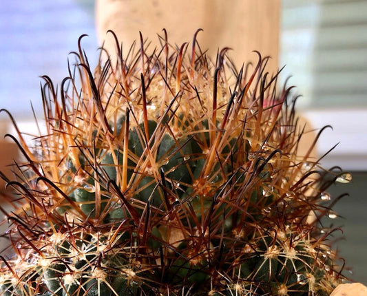 Coryphantha hintoniorum cactus with dense curved reddish and black spines and water droplets