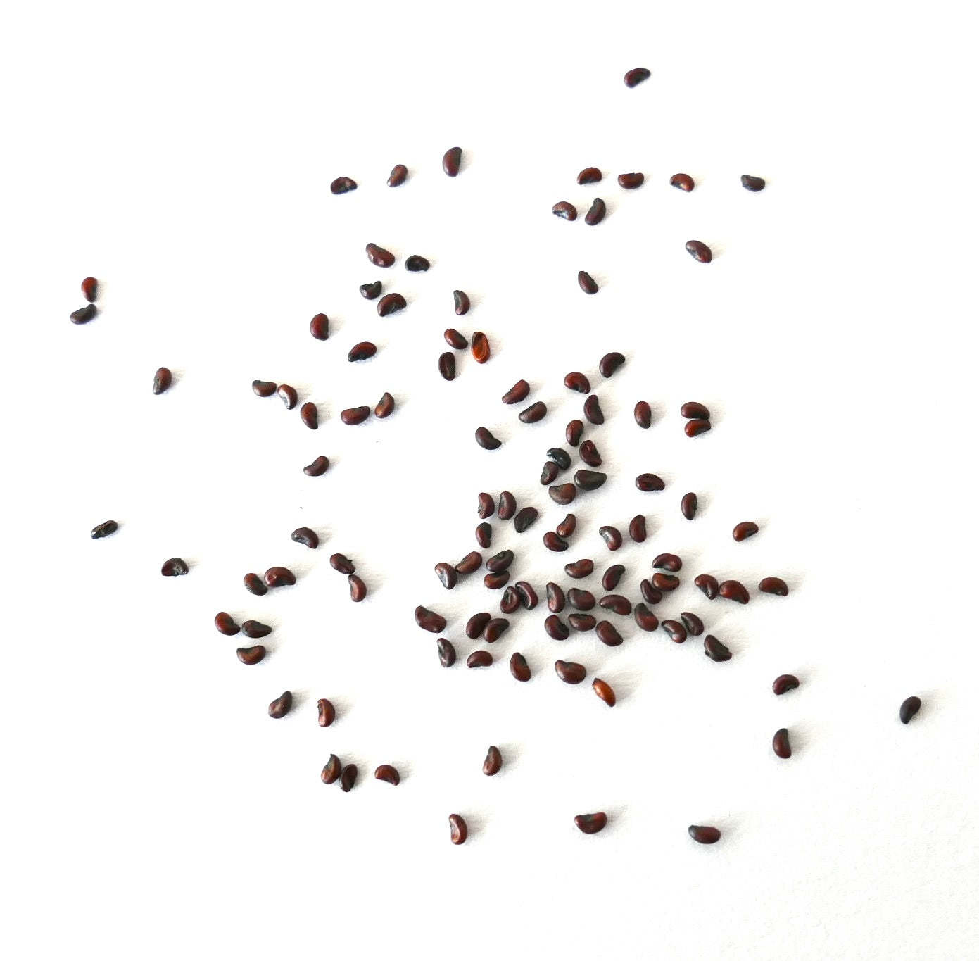 เมล็ดกระบองเพชรโคริแฟนทา ฮินโตนีโอรั่ม เล็กสีน้ำตาลเข้ม กระจายบนพื้นหลังสีขาว