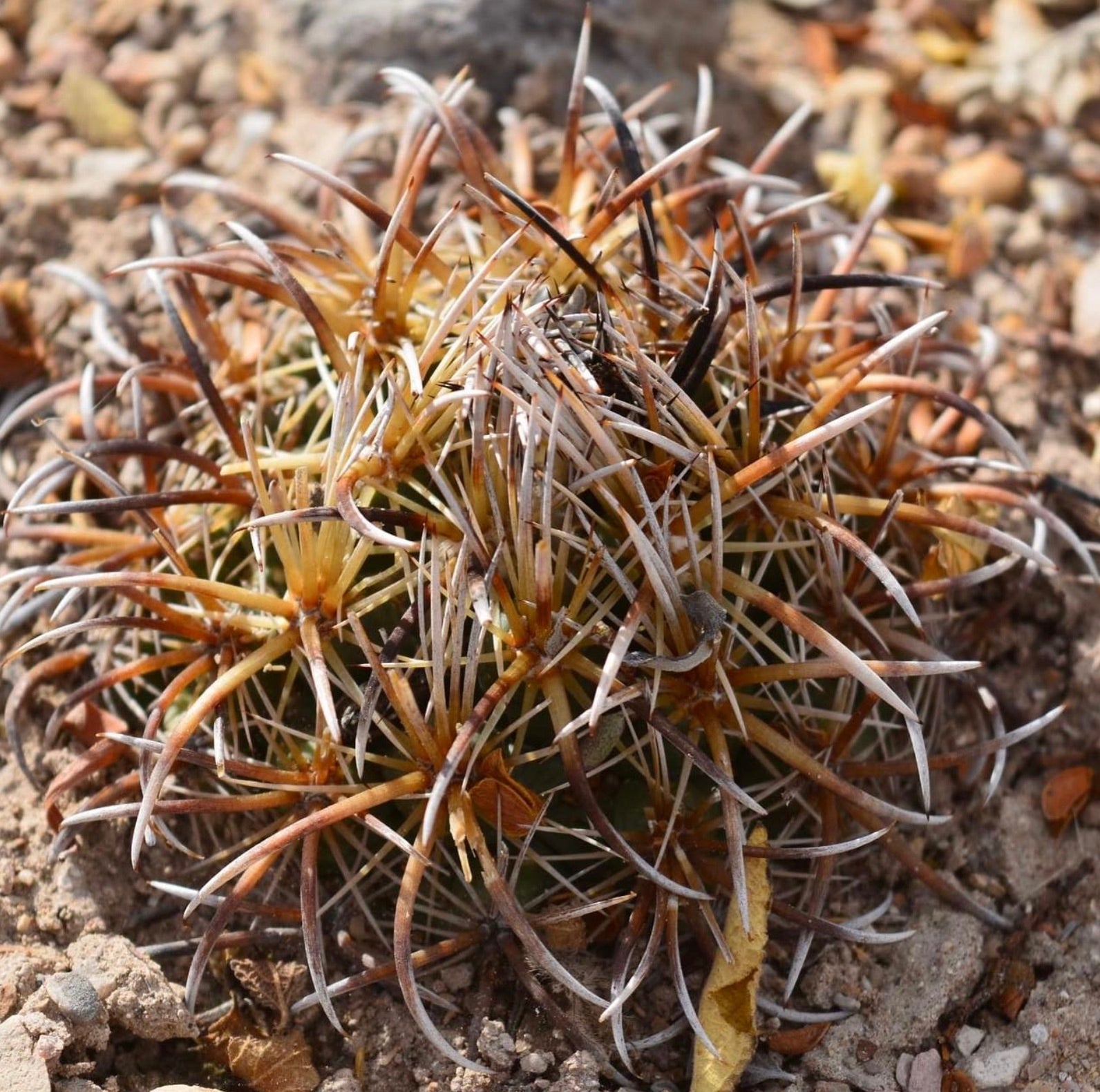 Coryphantha kraciki cactus with dense, long brown and white spines on rocky soil