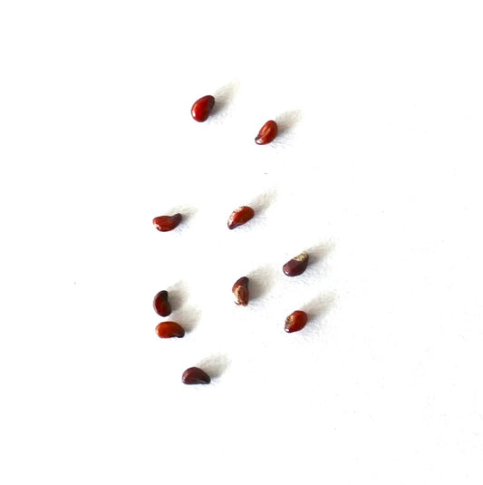 Coryphantha kraciki SEEDS