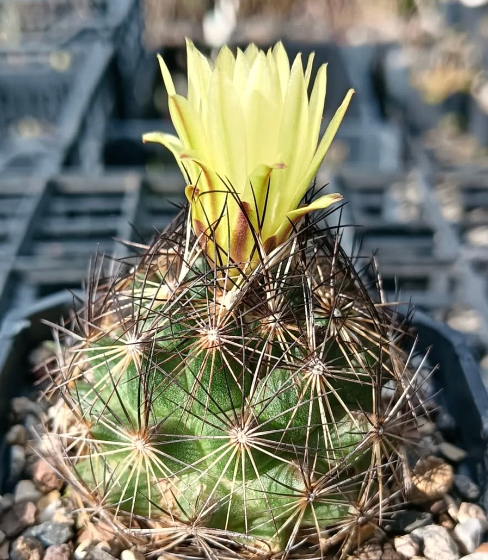 Cactus Coryphantha lauii con flor amarilla brillante y largas espinas marrones en maceta con grava