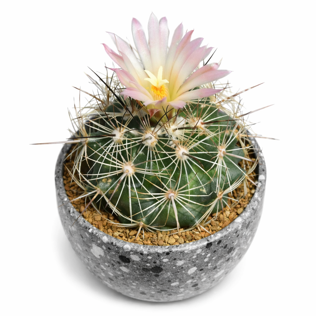 Coryphantha magentae (Paila) SEEDS