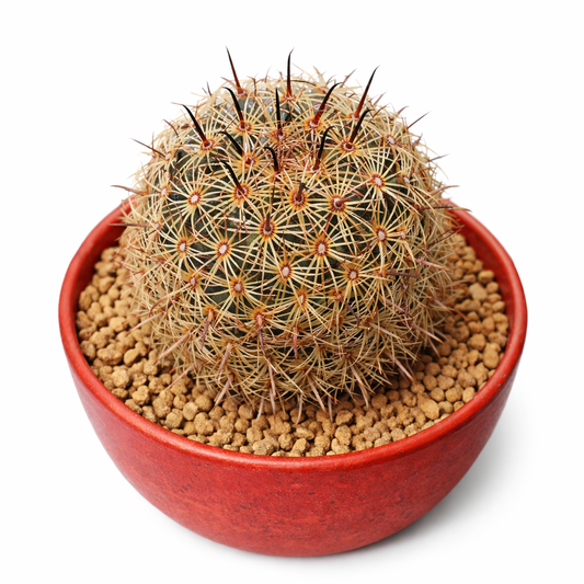 Coryphantha palmeri SEEDS