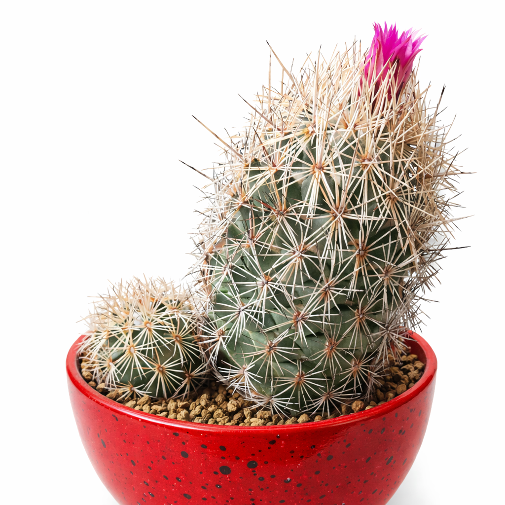 Coryphantha pseudoechinus SAMEN