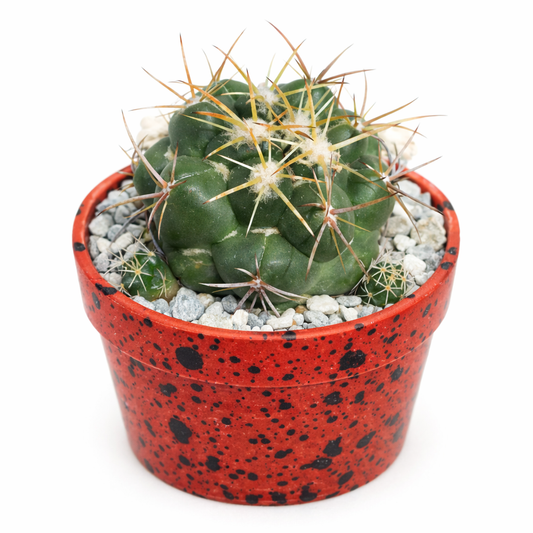 Coryphantha pseudonickelsae rare green cactus with long yellow spines in red speckled pot