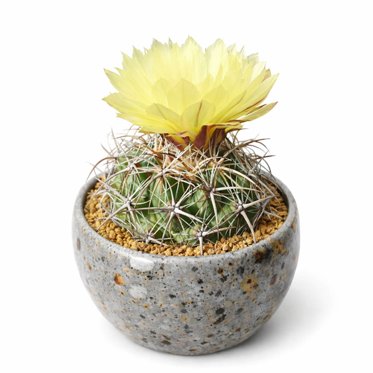 Coryphantha pycnacantha SEEDS