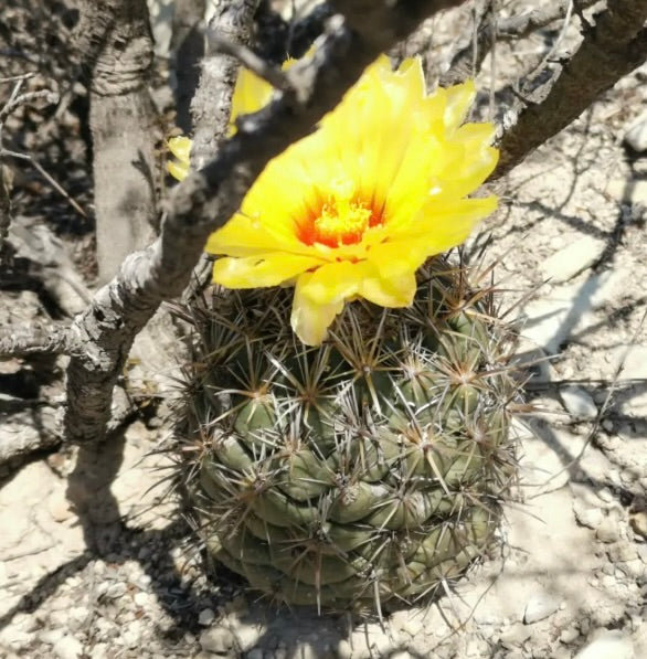 kaktus blüte gelb Coryphantha salinensis SAMEN