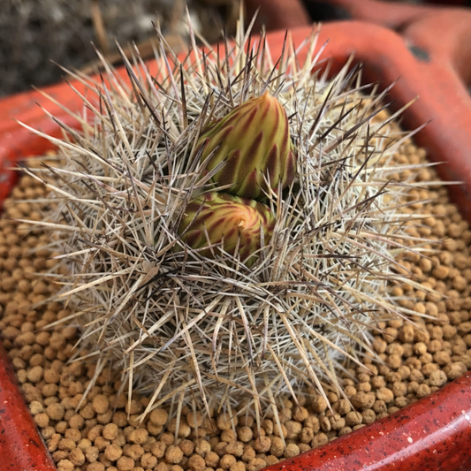 Coryphantha werdermanniana SEEDS