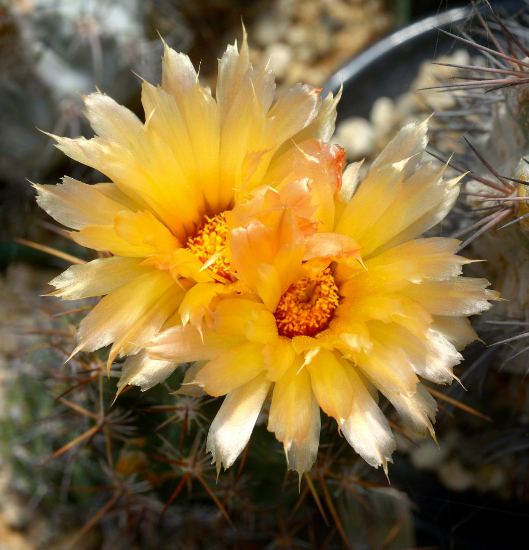 Coryphantha wohlschlageri SEEDS