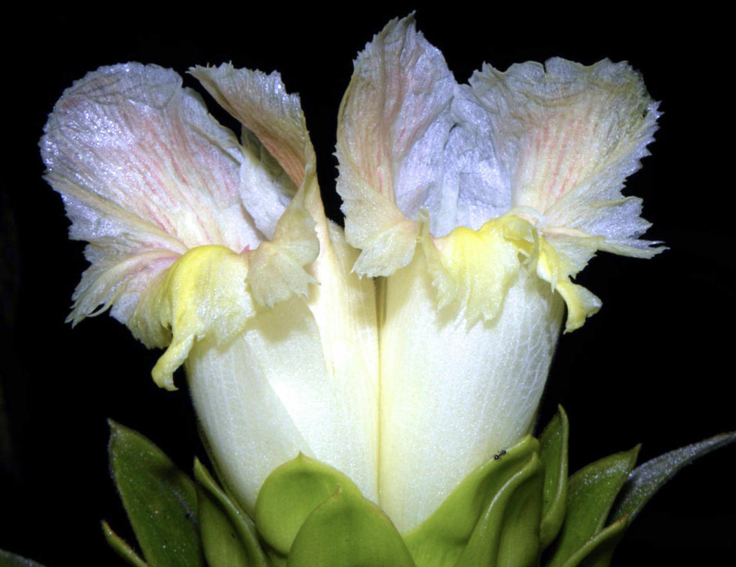 Costus guanaiensis SEEDS