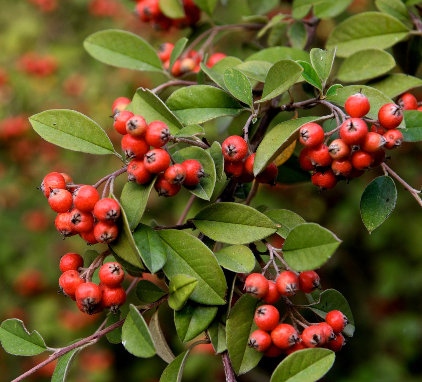 Cotoneaster franchetii shrub with clusters of bright red berries and green leaves