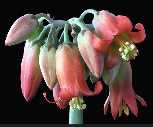 Cotyledon orbiculata succulent plant with hanging bell-shaped pink and green flowers close-up
