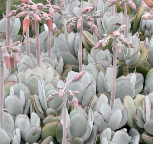 Cotyledon orbiculata succulent with pale blue-green leaves and pink flower buds blooming