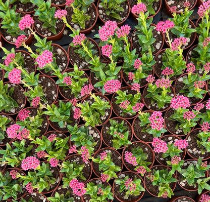 Crassula cv Bride's Bouquet