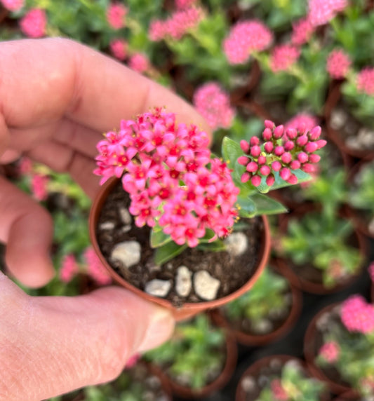 Crassula cv Bride's Bouquet