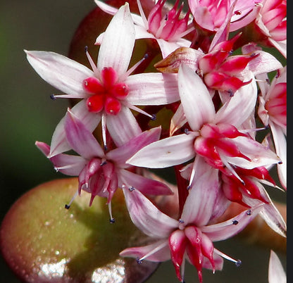 Crassula ovata