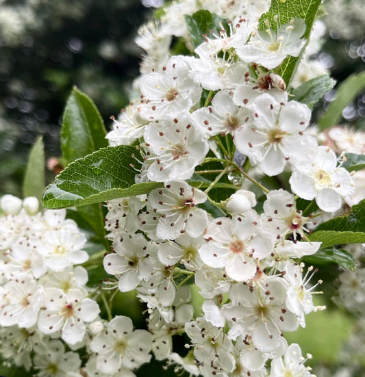 Fiori bianchi a grappolo di Crataegus crus-galli con foglie verdi dentellate in primo piano
