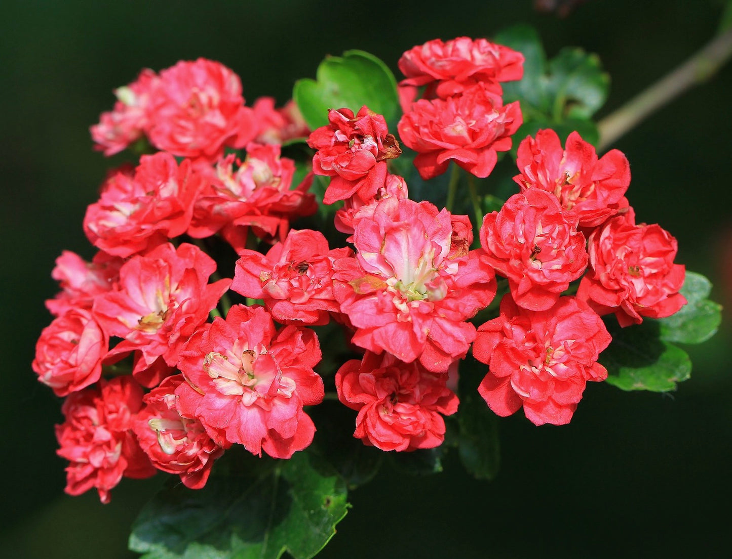 Crataegus laevigata vibrant red clustered flowers with green serrated leaves close-up