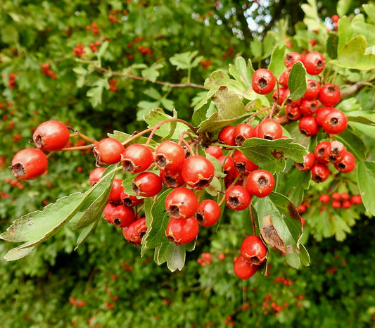 Crataegus laevigata bright red berries with green serrated leaves on woody branches