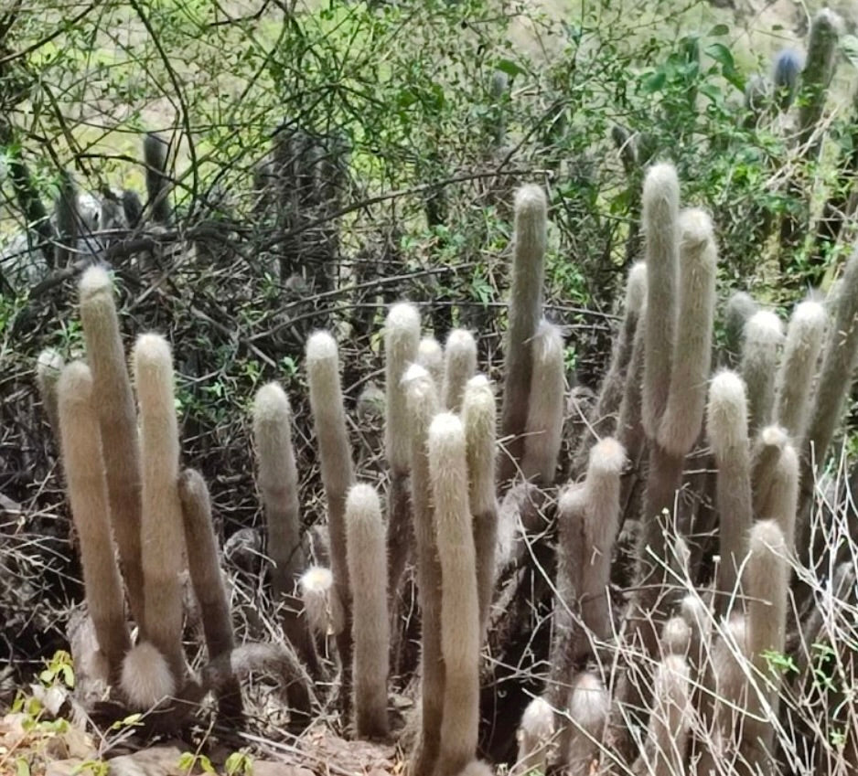 ต้นกระบองเพชรแคระหนามขาวสูงเรียว Cremnocereus albipilosus ในถิ่นที่อยู่ตามธรรมชาติ