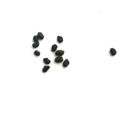 เมล็ดพันธุ์ เครมนอเซรัส อัลบิไพโลซัส (โบลิเวีย)