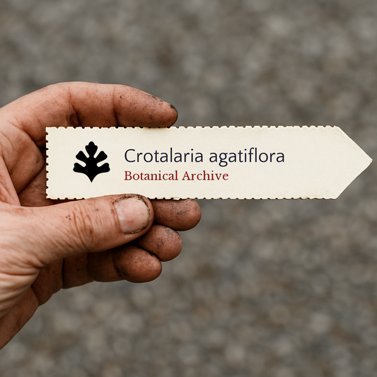 ป้ายพืชพิมพ์แบบถือสำหรับ โครทาแลเรีย อากาติฟลอรา พร้อมโลโก้ Botanical Archive