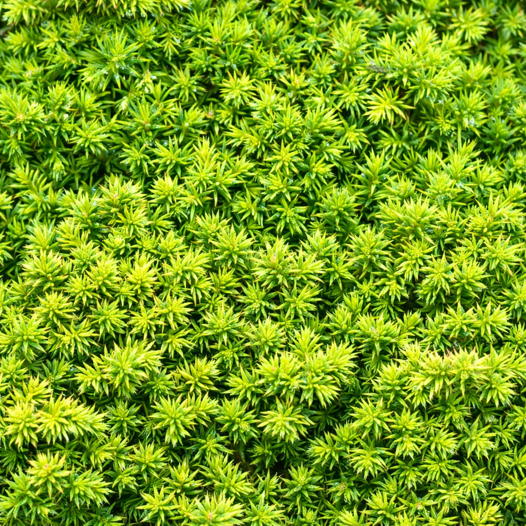 Cryptomeria japonica dense green foliage with needle-like leaves close-up