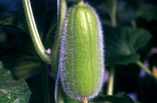 Cucumis melo var. chate 'Carosello Mezzo-Lungo di Polignano' SEEDS