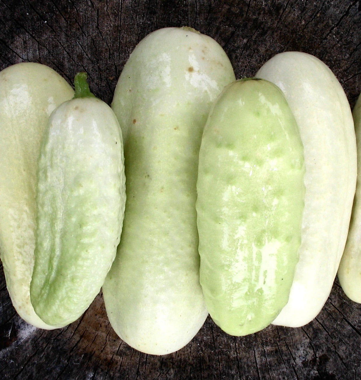 Cucumis sativus var. alba 'White Wonder' cetrioli lisci verde pallido e bianchi su sfondo di legno