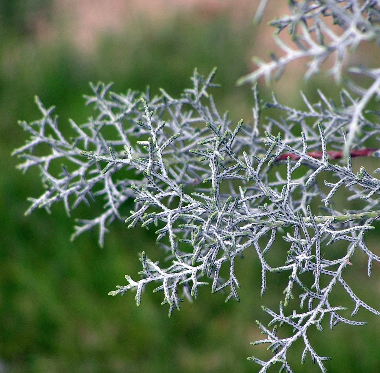 Cupressus arizonica var. glabra SEEDS