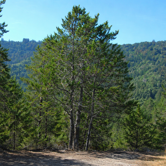 Cupressus goveniana var. abramsiana rare conifer tree with dense green foliage in forest setting