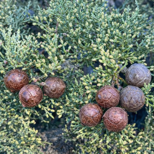 Cupressus sargentii