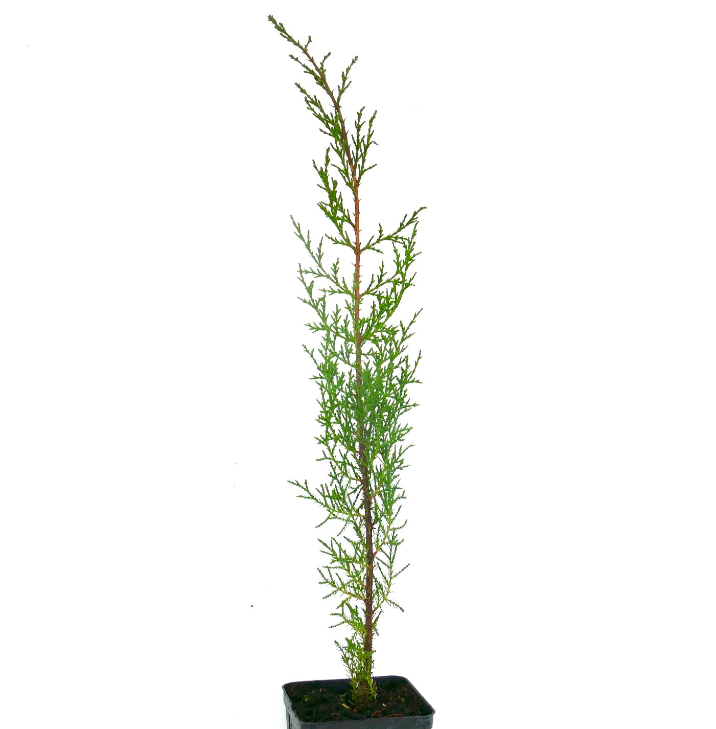 Cupressus sempervirens cv TOTEM