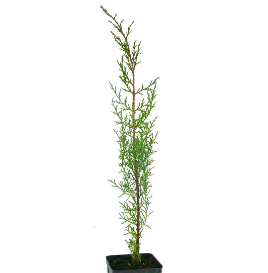 Cupressus sempervirens cv TOTEM