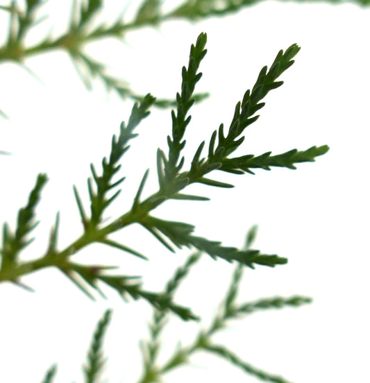 Cupressus sempervirens cv TOTEM