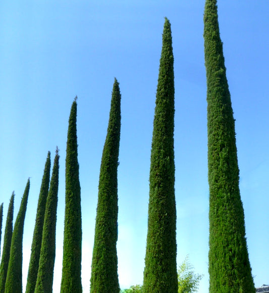 Cupressus sempervirens var. stricta