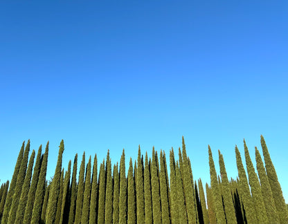 Cupressus sempervirens var. stricta alti alberi sempreverdi conici sottili contro un cielo azzurro limpido