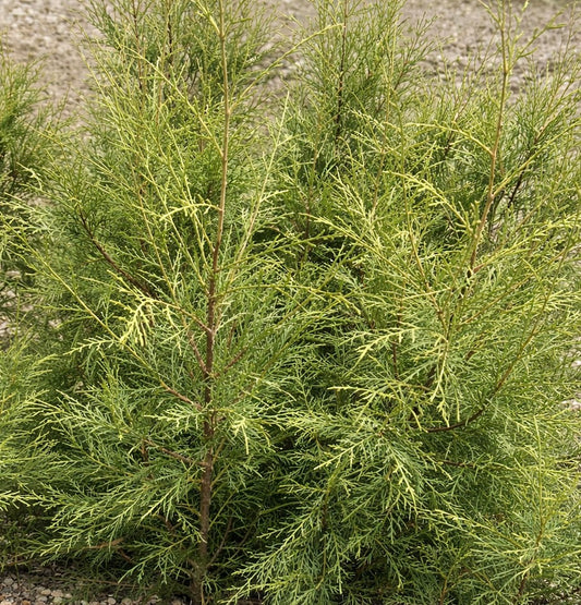 Cupressus torulosa