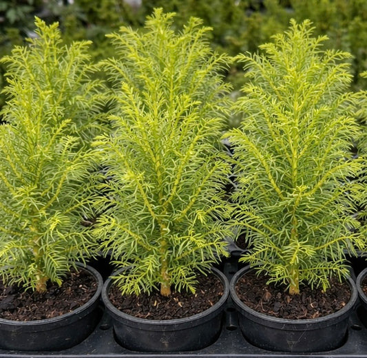 Cupressus vietnamensis